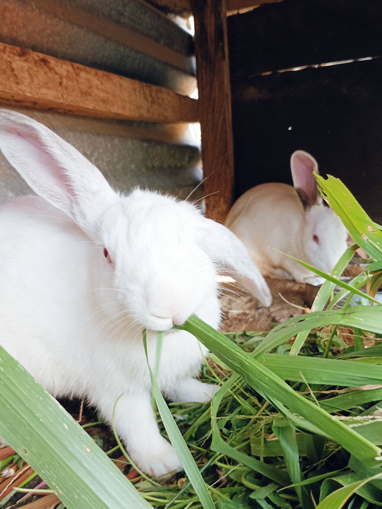An Alternative For Concentrate Feeds , The Elephant Grass 🌿☘️🌱 Folded Up  To Feed My Rabbit 🐇🐰🐇 | PeakD
