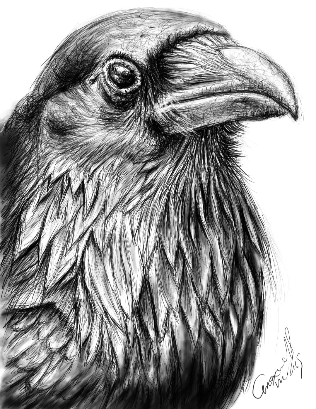71 Raven Sketch Stock Photos HighRes Pictures and Images  Getty Images