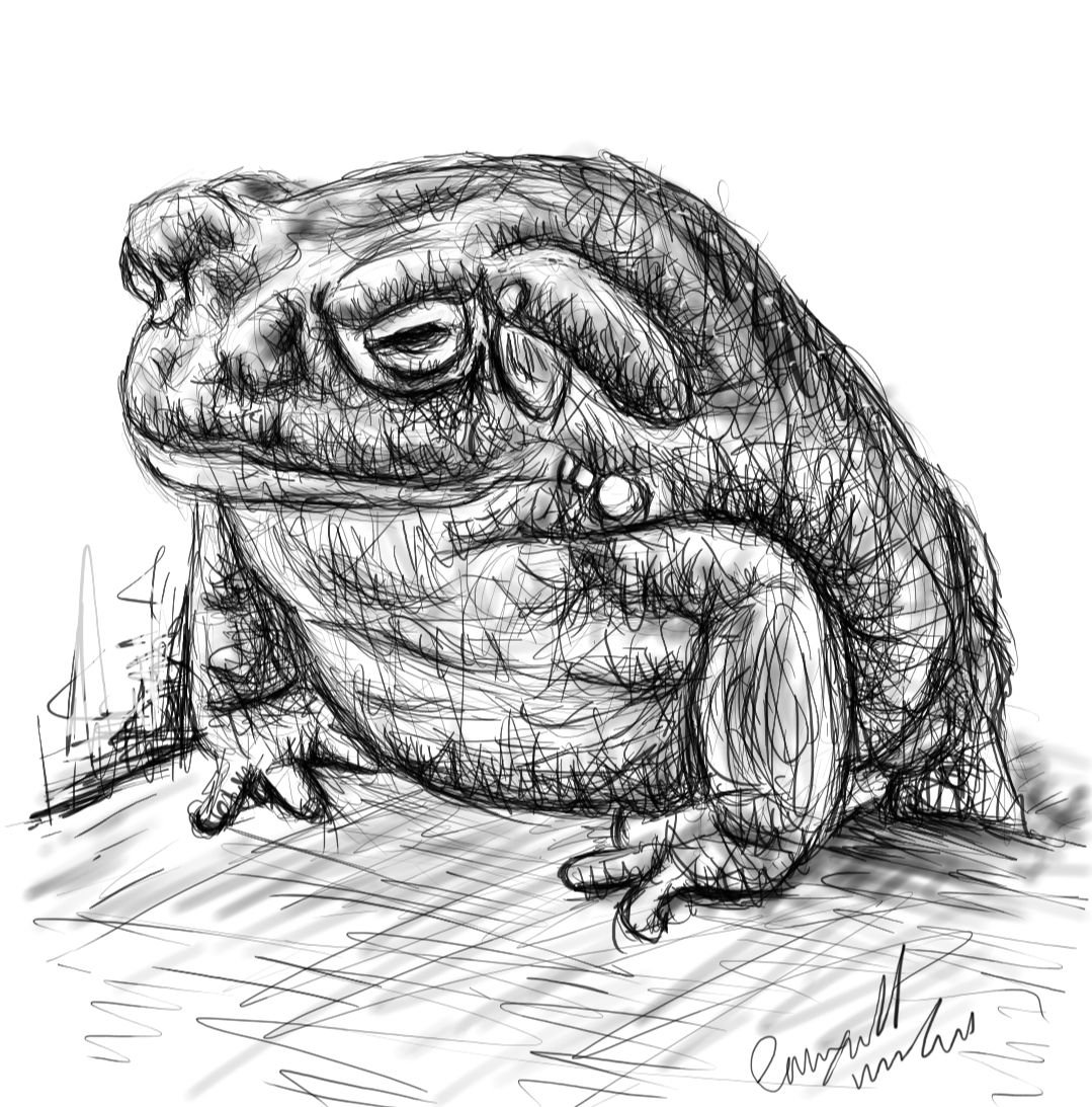 toad drawing