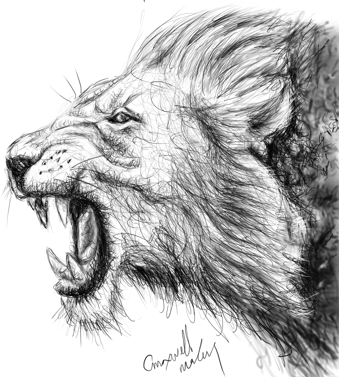 lion roaring front view drawing