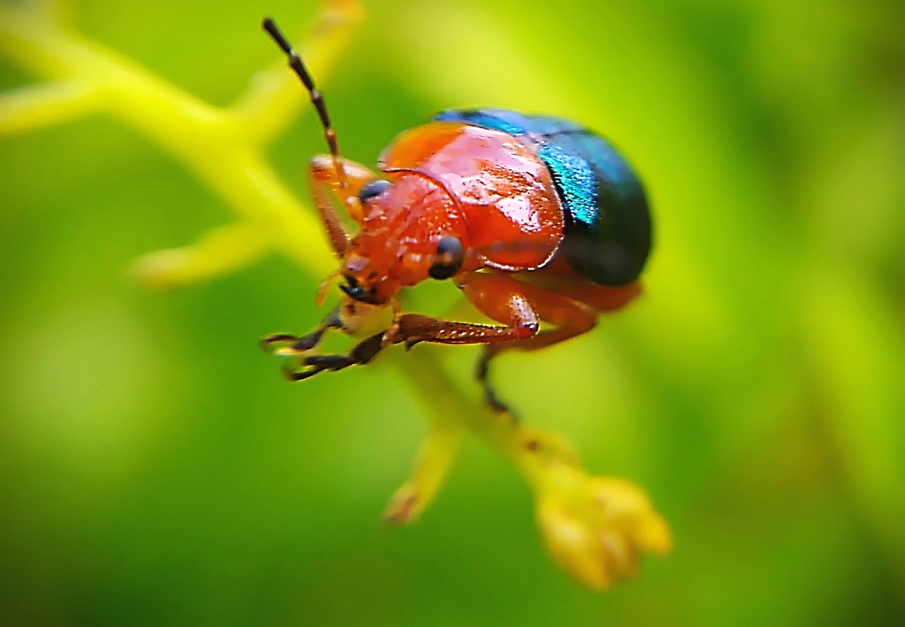 BICHOS / MACROPHOTOGRAPHY | PeakD