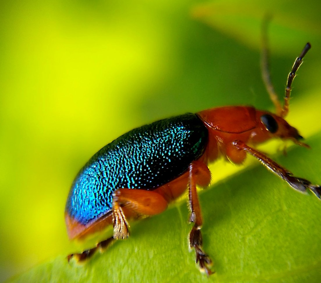 Bitachero Insecto BICHOS / MACROPHOTOGRAPHY | PeakD
