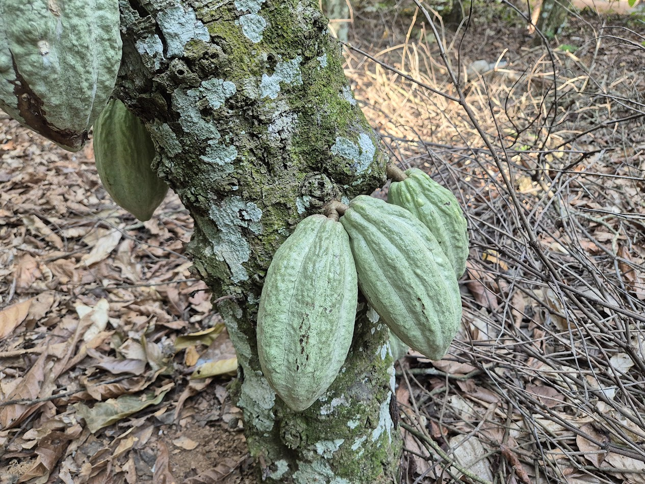 Behind the beans