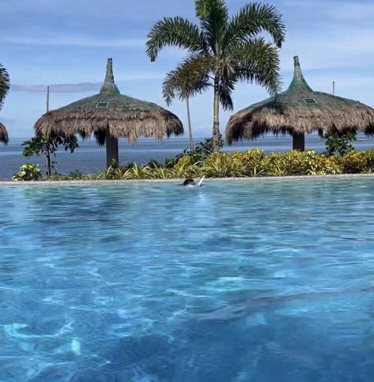 https://files.peakd.com/file/peakd-hive/michelleeeeys/23xox63sdFGwnZhTNun1b3sqKkW4Hb3hTGa2sBjUUtZ43fDRBwmSH8GV37DH7X8FjiJVa.jpg