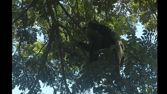 lv_0_2025090118-1756765894666.gif