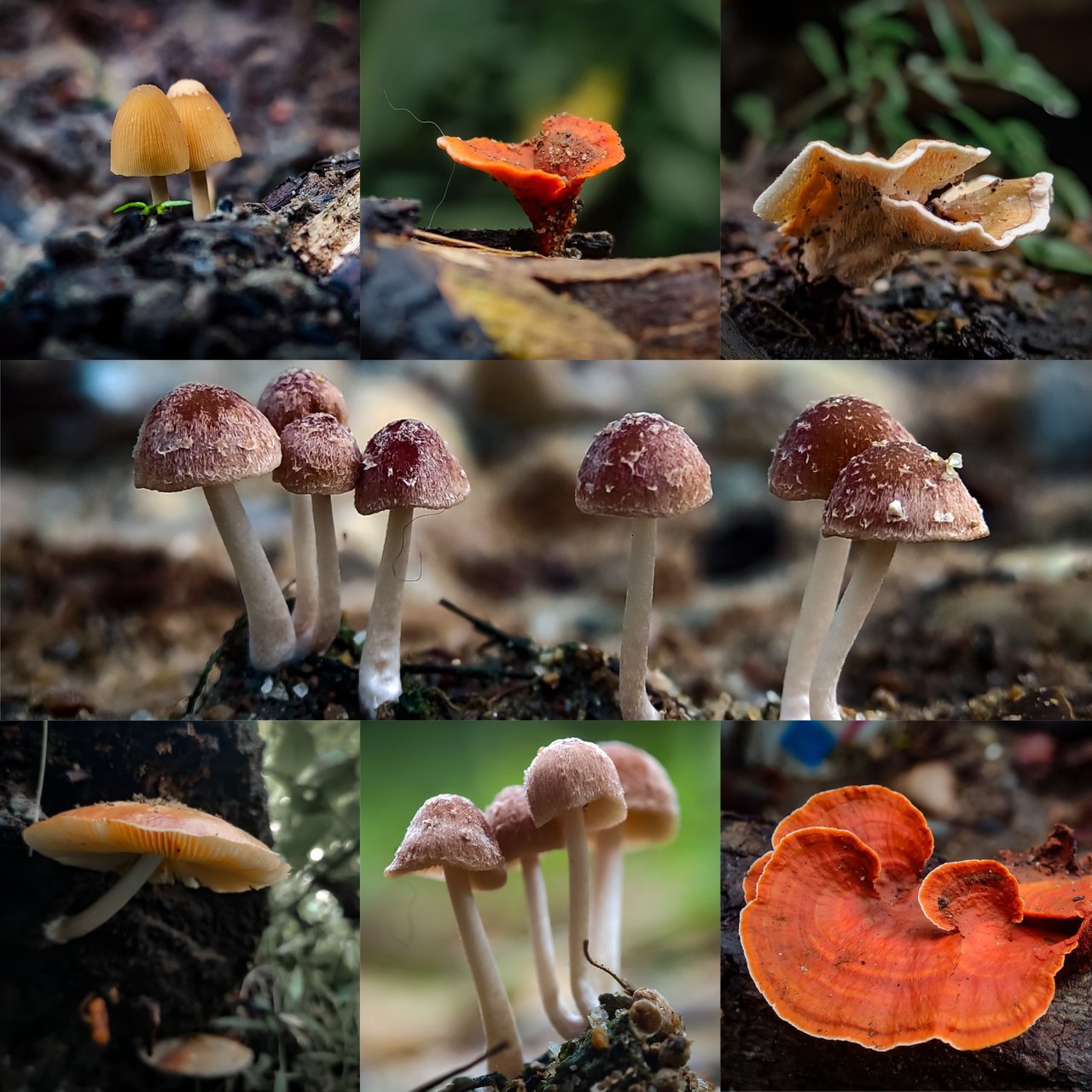 Mushroom Best Friends Rainbow Keychains - 5 Pack