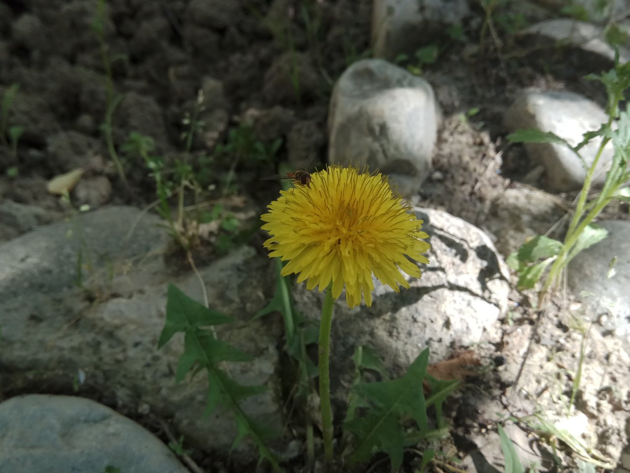 IMG_20200524_093527.jpg