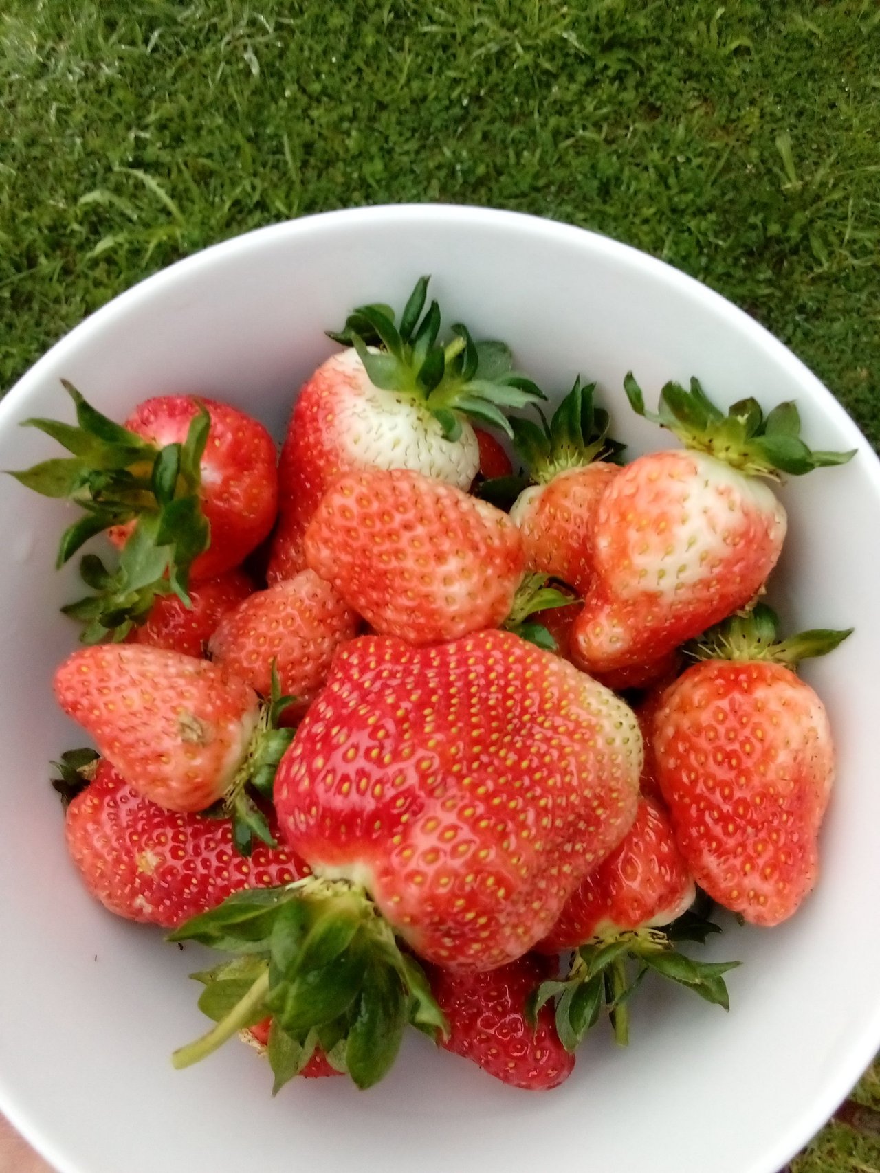 Strawberries, Silverbeet and a Surprise