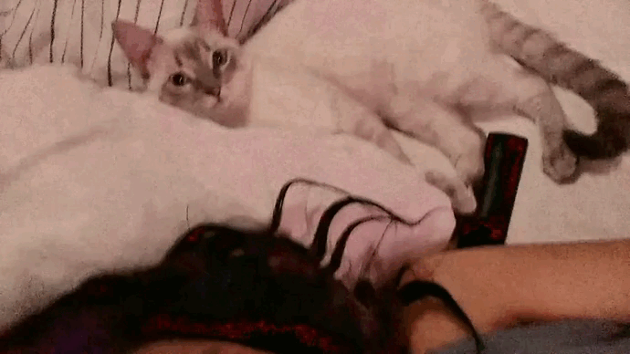 video4997002347893752962.gif