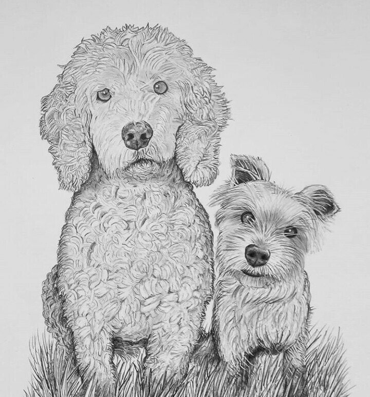 Drawing Of Cockapoo