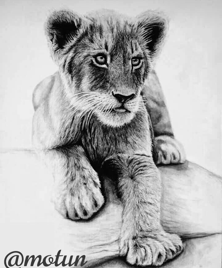 pencil sketches of lion