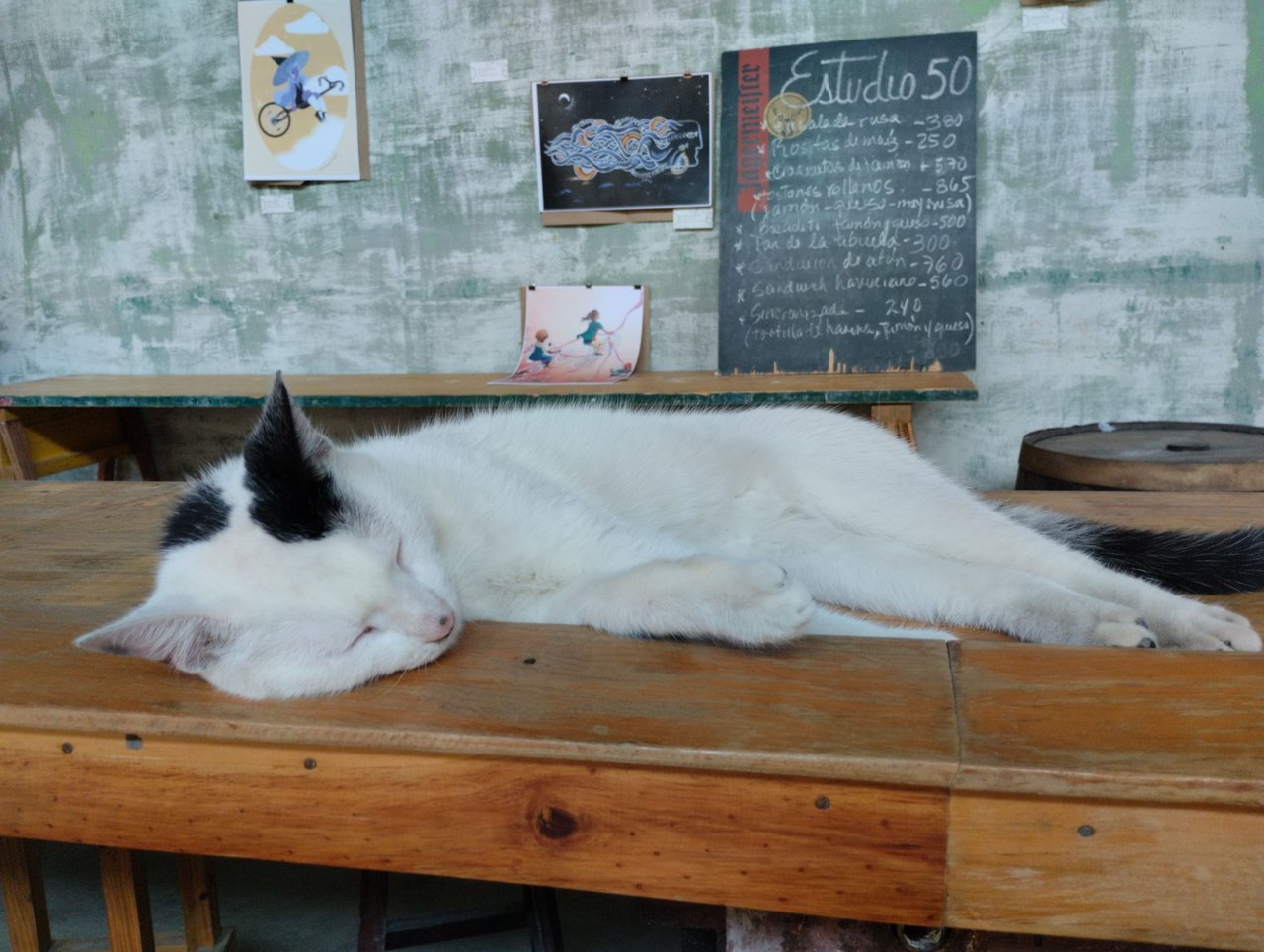 A Studio for Cats