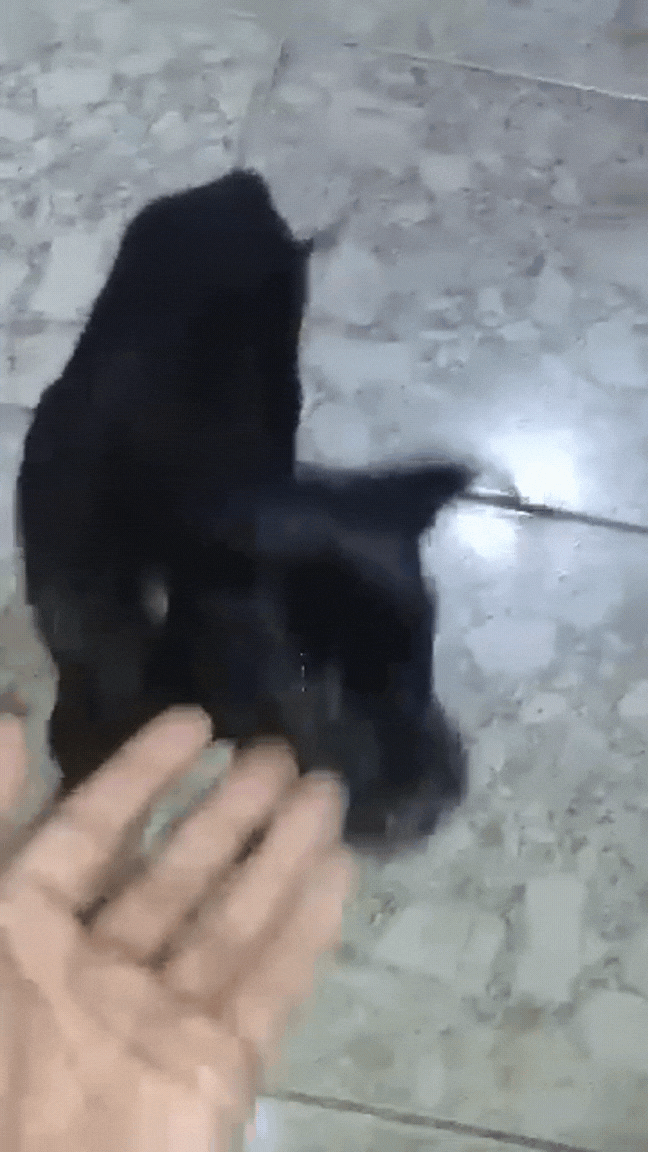Pepe rito Gif (1).gif
