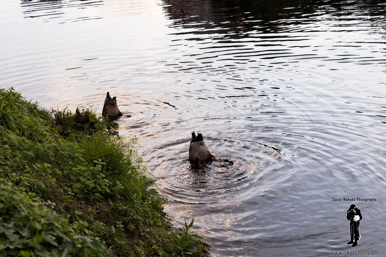 Funny Ducks