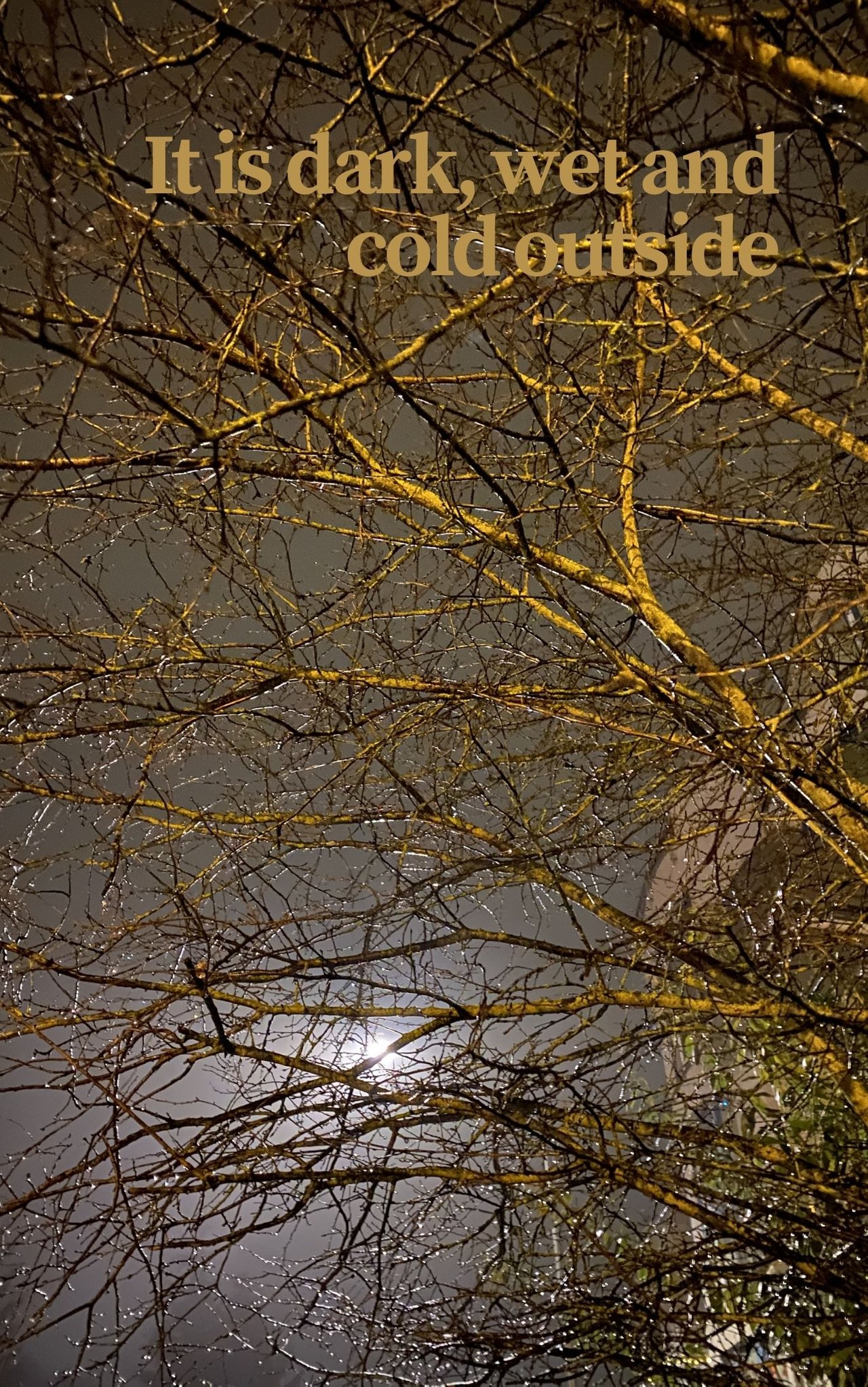 photo of an illuminated night sky with a bare tree full of rain drops