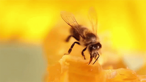honey-national-honey-bee-day.gif