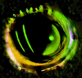 GIF_Green  Eye_Large.gif