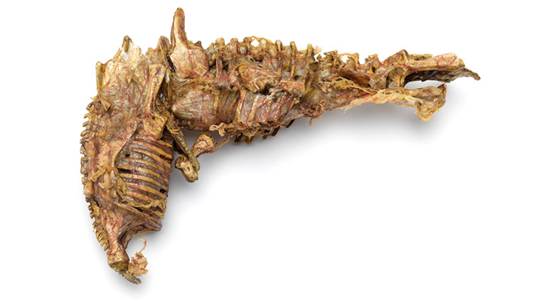 Organic gun made of bones