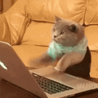 cat typing.gif