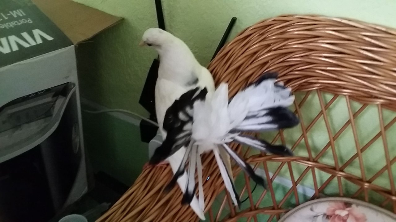 Feathered Friends - Show Me A Photo Conest Round 103 - ornamental pigeon