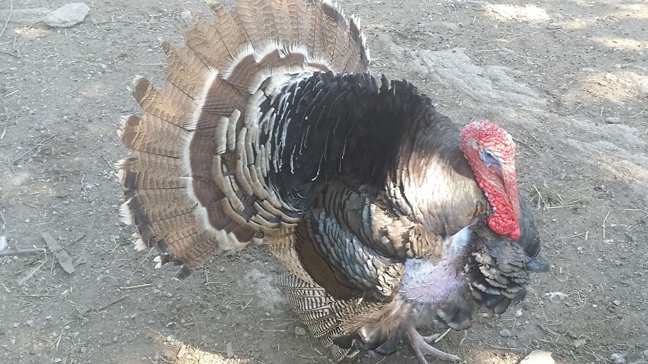 Feathered Friends - Show Me A Photo Contest - Round 106 - A proud turkey