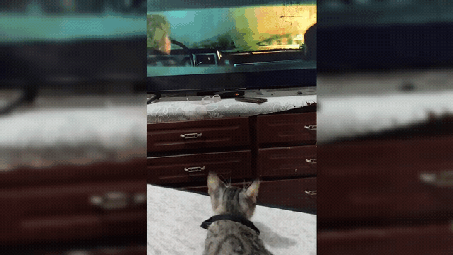 1000240731.gif