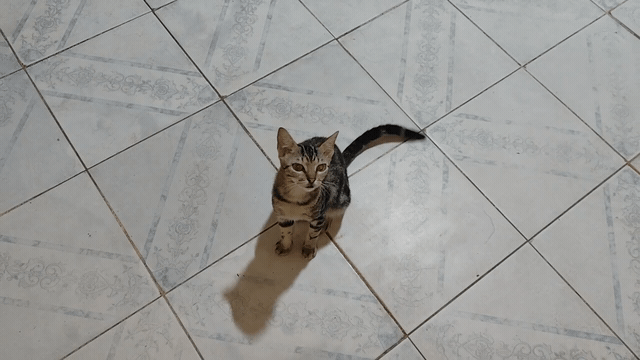 1000257830.gif