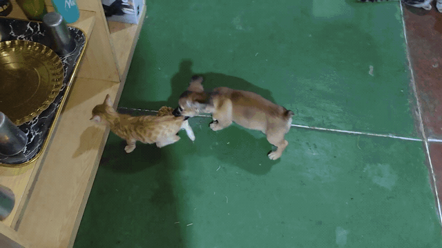 1000257839.gif