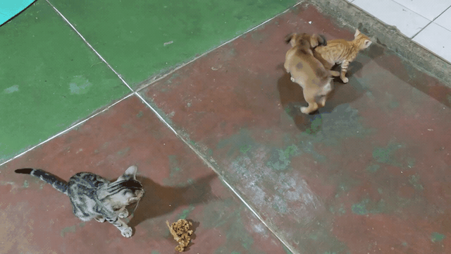 1000257824.gif