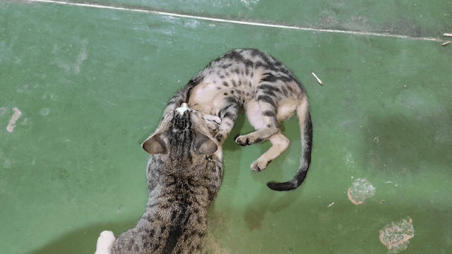 1000203576.gif