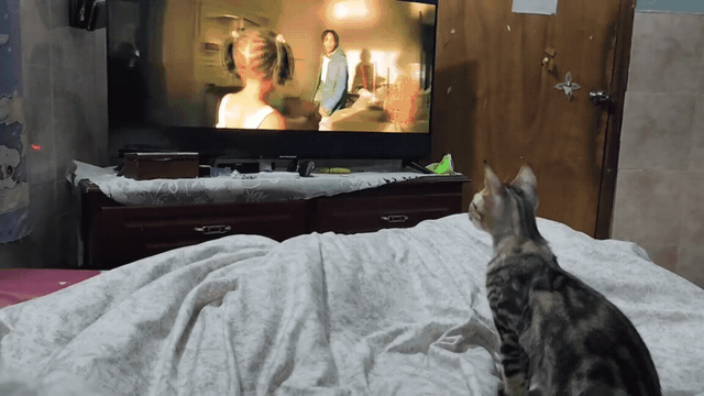 1000240729.gif