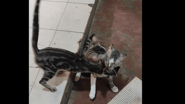 1000257822.gif