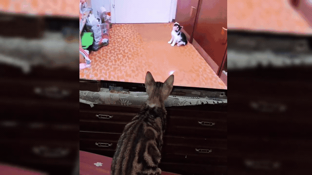 1000240733.gif