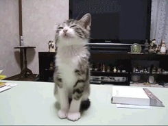 https://files.peakd.com/file/peakd-hive/oniemaniego/VcPEpMwB-FE6.gif