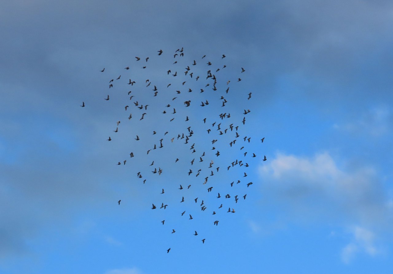 https://files.peakd.com/file/peakd-hive/papilloncharity/23tSLAoK5W74wFtk1dBo5DesJXox2JhGMShoarG5KiAjXyMN7XcRkxBwQaUWtsN6hyUfr.JPG