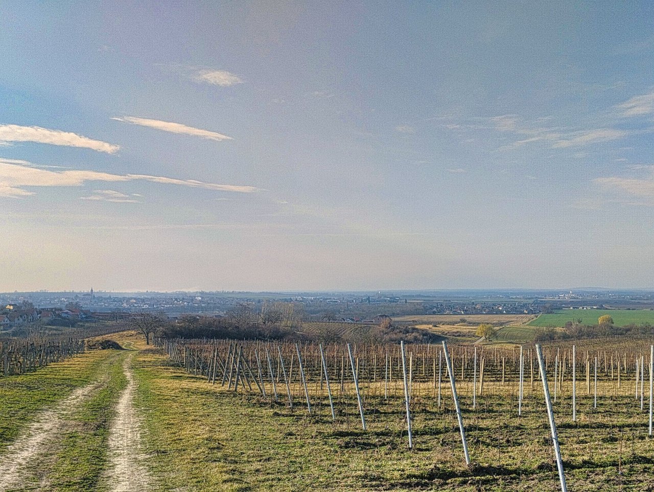 Morning walk through the vineyard