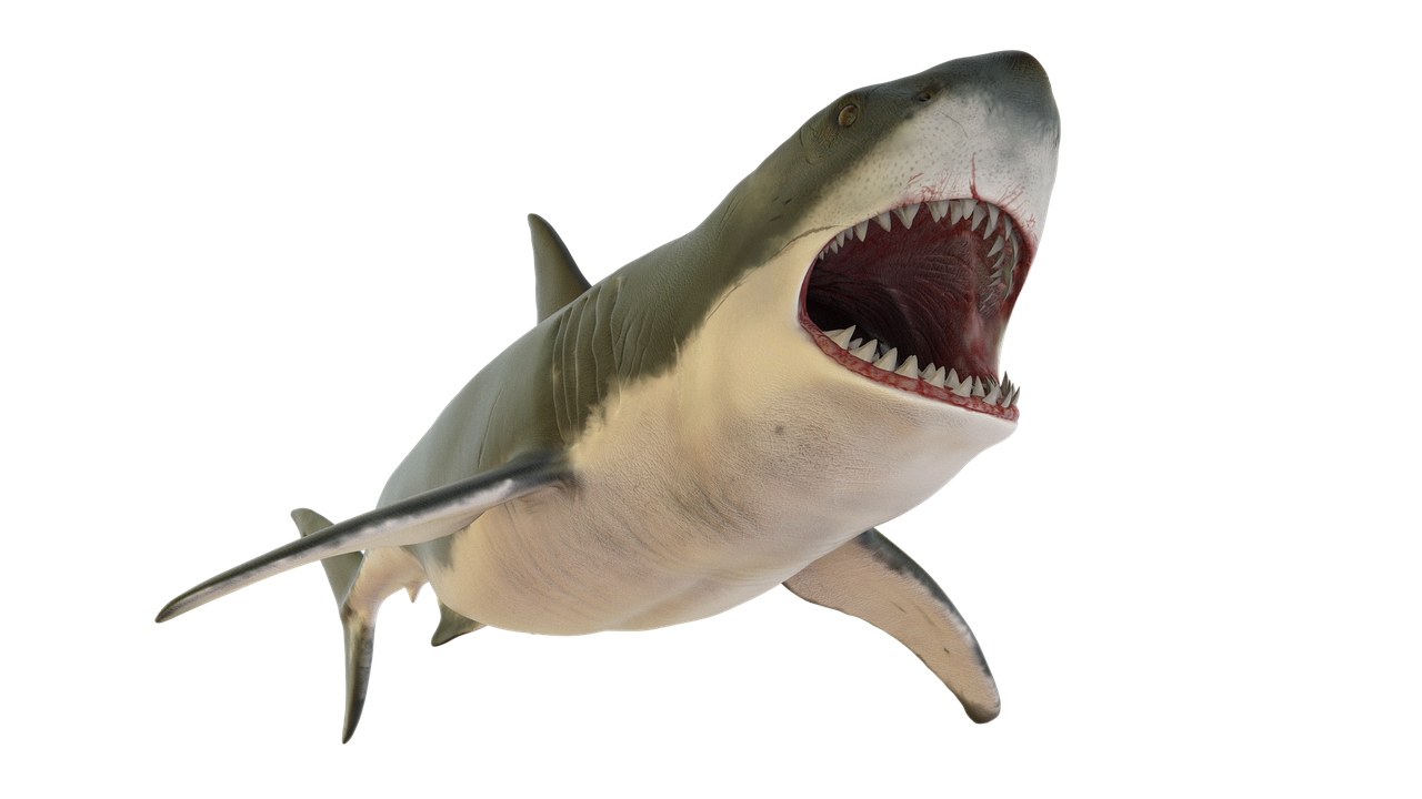 Fantasy Sea Shark - Free photo on Pixabay - Pixabay