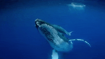 whale.gif
