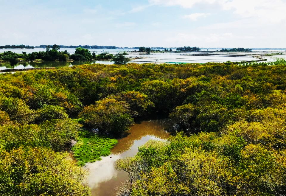 Back to Ru Cha Mangrove Forest in an Autumn Day PeakD