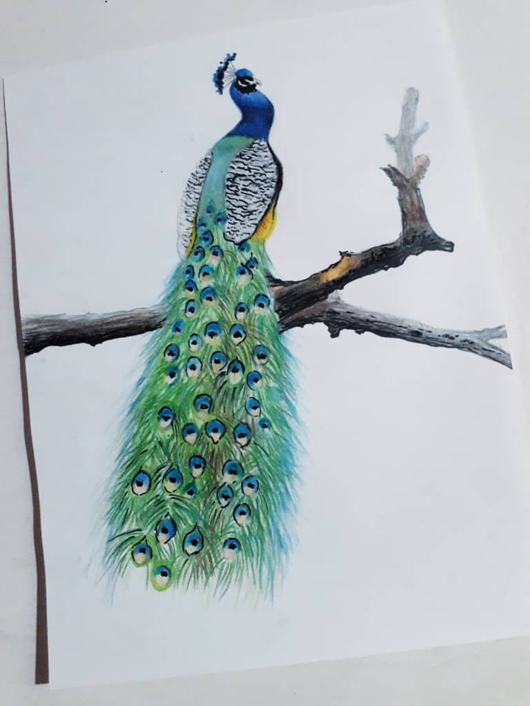 Pencil Color Sketch Of Peacock | DesiPainters.com