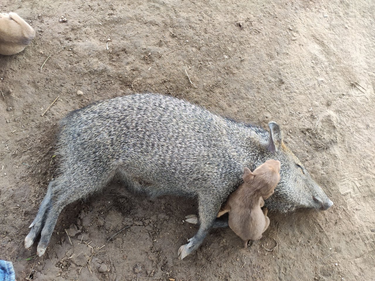 EN-ES] CHACHARO A LUCKY BOAR | CHACHARO UN JABALÍ CON SUERTE | PeakD