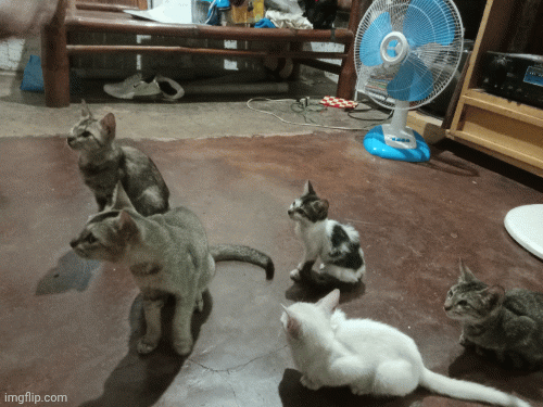 a02r2p.gif