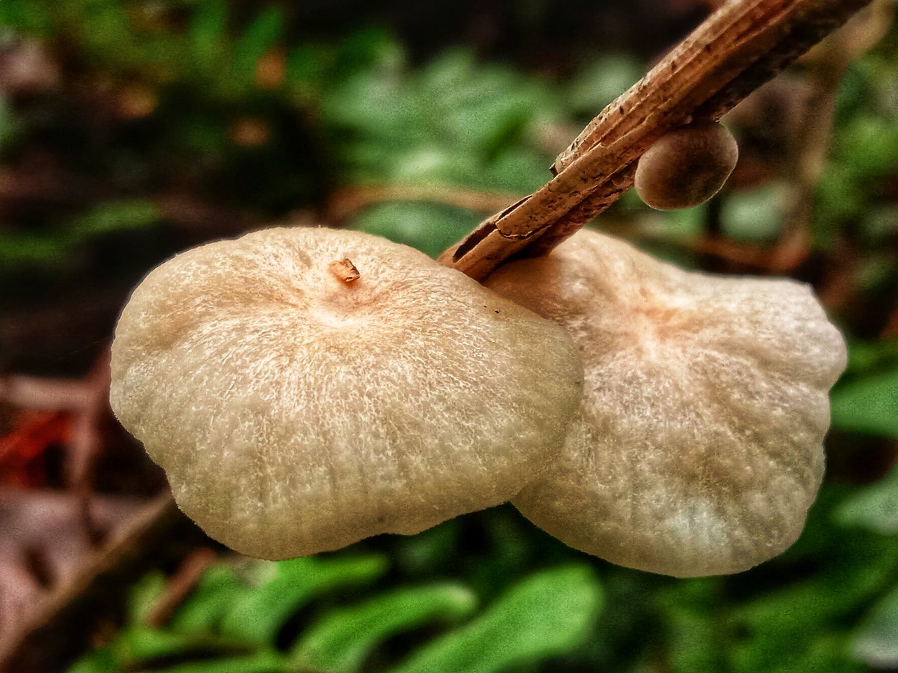 interesting fungi