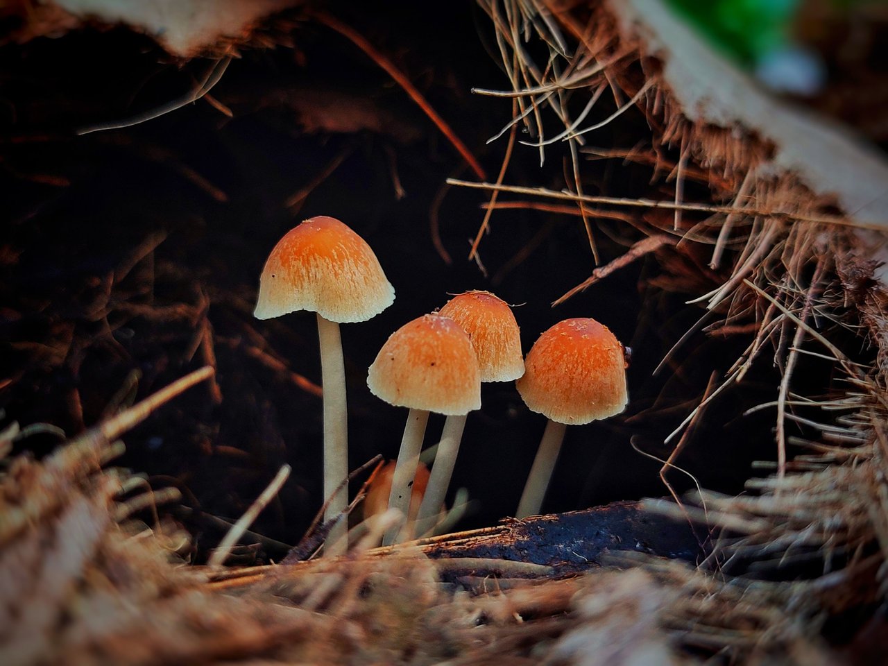 https://files.peakd.com/file/peakd-hive/ridor5301/Eo6DiBZbjzTo1axaqL2A4hhKy9oMhVMPHX5GSSqyr5PXzrNxe9AQMtM5Mg8HGTxLkyN.jpeg