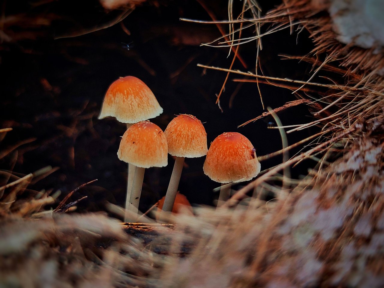 https://files.peakd.com/file/peakd-hive/ridor5301/Eo6HY5qKKrUw4GekerquKHbx1v2uG8mnSYHq2V95vqEWeogd1weqkZWJtTmAz3mJPDm.jpeg