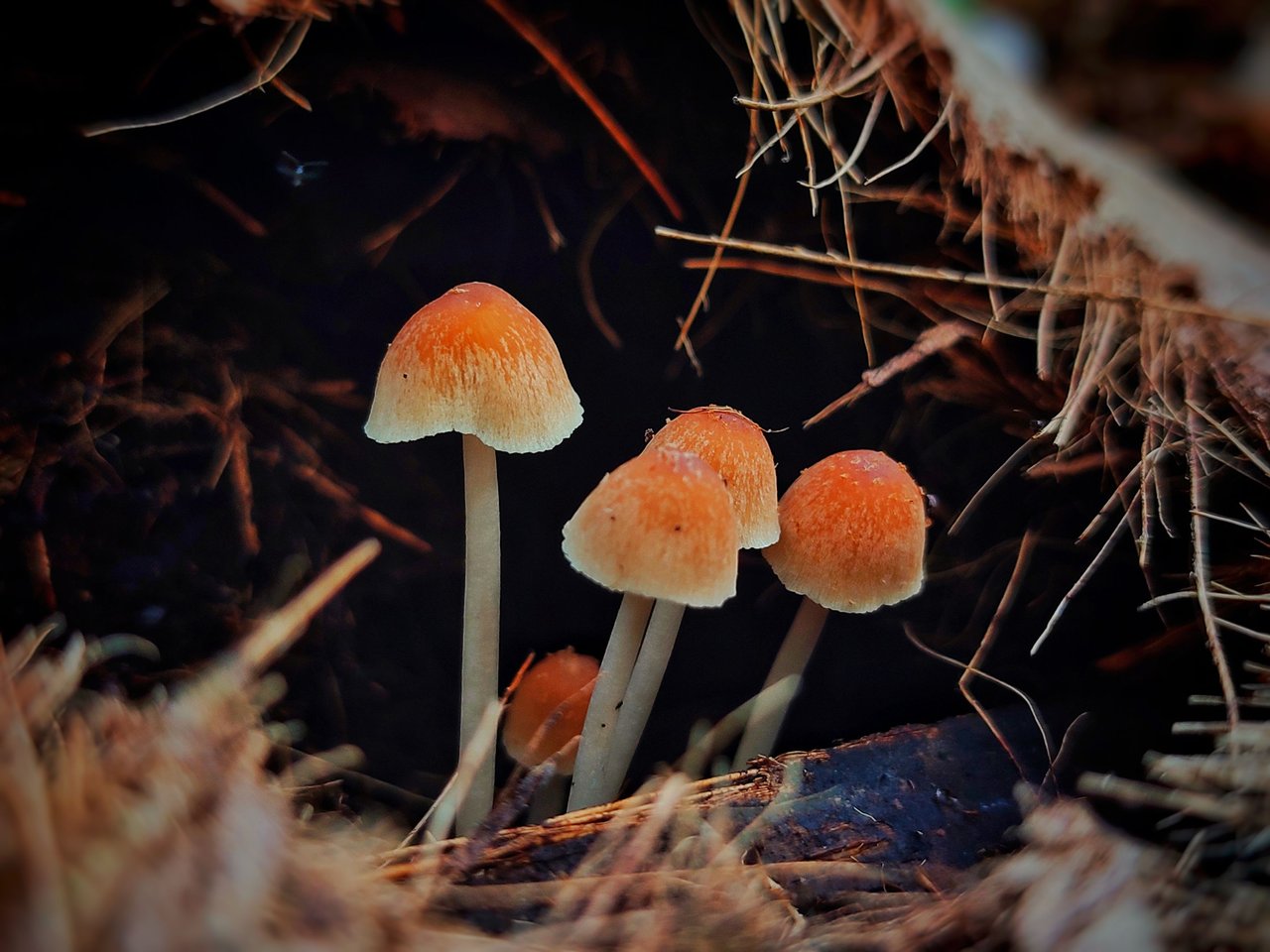 https://files.peakd.com/file/peakd-hive/ridor5301/Eo8LxjkWMdTiPcZDhbSnXt7888D2aYXEbYDuawdV9pCF2LT4MwViTGfn1as6PwSCDxx.jpeg
