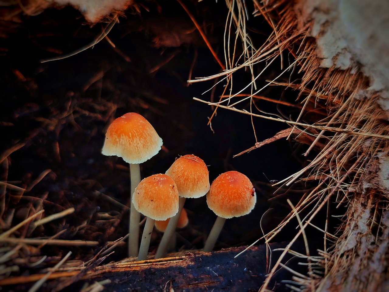 https://files.peakd.com/file/peakd-hive/ridor5301/Eo8M6JDfnbPnw9fbvLgwteofG8jTEJe5vt6qaE9f88igdzY36EGm2SdjDBGob68SaMK.jpeg