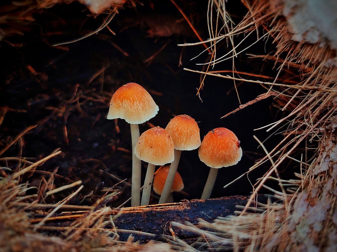 https://files.peakd.com/file/peakd-hive/ridor5301/EoAUXncmsb17y5rTVfUVcm5aEKZgXr1feayQVknYJHoEk7s381kvaRjBHfyY3U5xYhM.jpeg