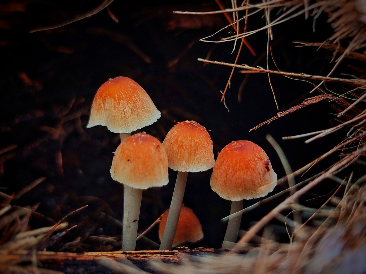 https://files.peakd.com/file/peakd-hive/ridor5301/EoCbtgTYNrR2XR1FZTskBF23dVVXV6z6AxmE3jtCeWvdfh4g8CNTMVG8ahmFZrBuHN5.jpeg
