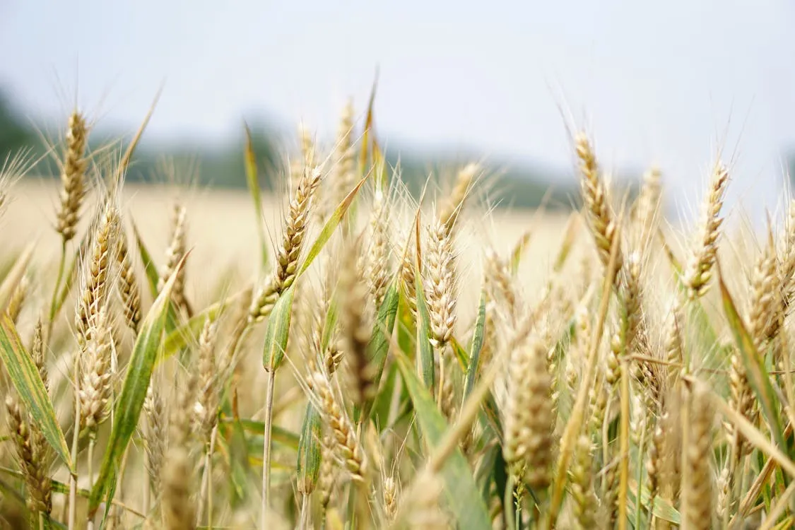 agro